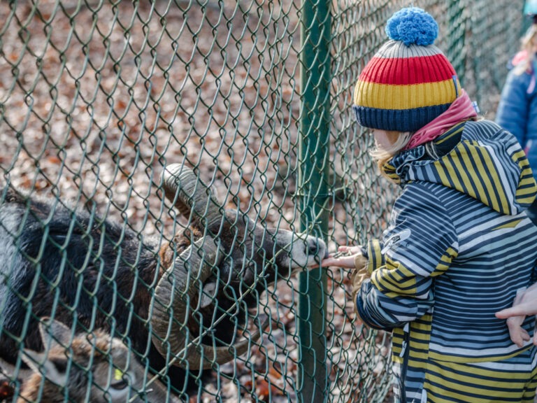 Ausflug Wildgehege in und um Dortmund: Tiere, Wald und frische Luft