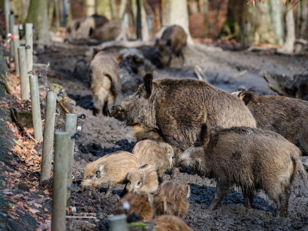 Wildgehege Weitmarer Holz
